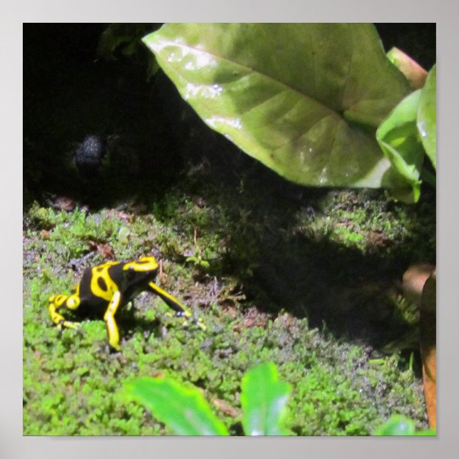 Yello Dart Frog Poster (Framsidan)