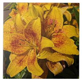 Yellow Astiatic Lily Blooms Floral Kakelplatta
