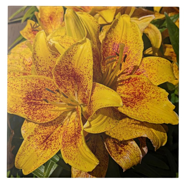 Yellow Astiatic Lily Blooms Floral Kakelplatta (Framsidan)