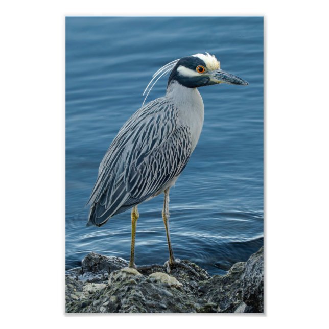Yellow-Crowned Night Heron Fototryck (Framsidan)
