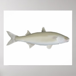 Yellow Eye Mullet Poster