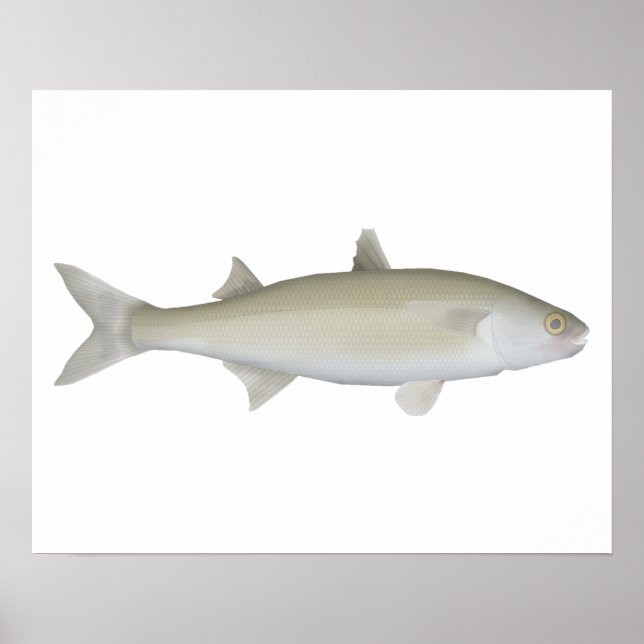 Yellow Eye Mullet Poster (Framsidan)