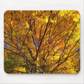 Yellow Fall Foliage Musmatta