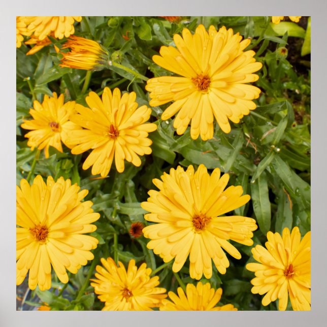 Yellow Floral Poster (Framsidan)