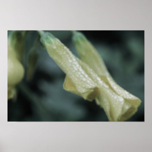 Yellow Flowers - Morning Dew Poster (Framsidan)