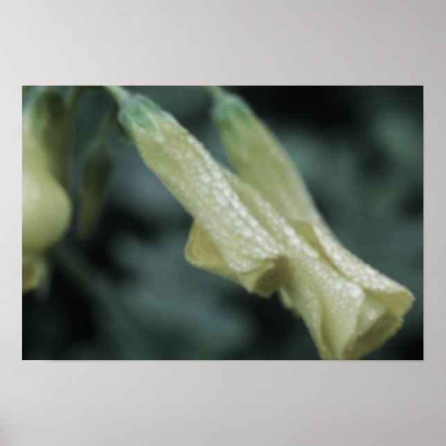Yellow Flowers - Morning Dew Poster (Framsidan)
