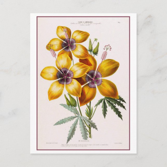 Yellow Hibiscus Flower Botanical Drawing Vykort (Framsida)