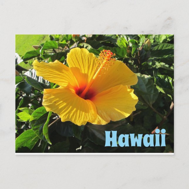 Yellow Hibiscus Flower Hawaii Postcard Vykort (Framsida)