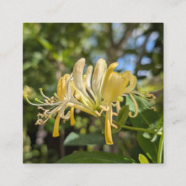 Yellow Macro Honeysuckle Fyrkantigt Visitkort