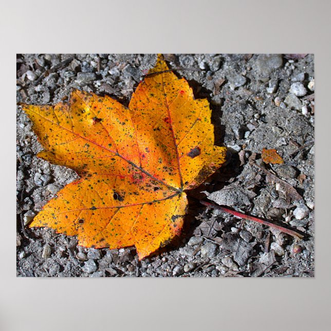 Yellow-orange Leaf Photo Poster (Framsidan)