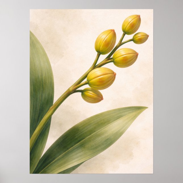Yellow Phalaenopsis Orchid Buds Botanical Poster (Framsidan)