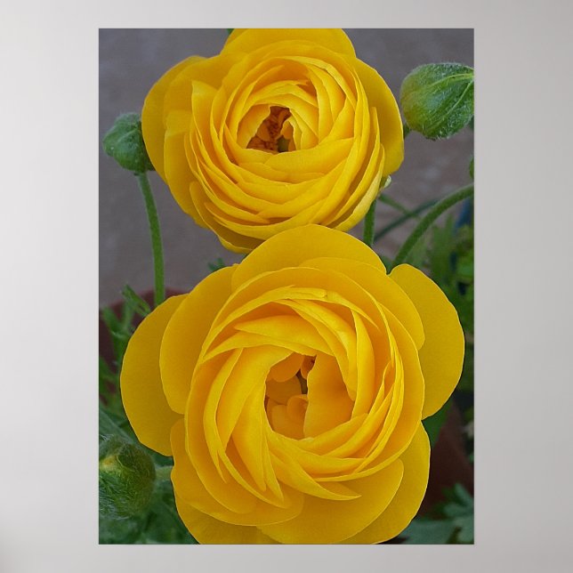 Yellow Rannunculs Spring Bulb Flower Floral Garden Poster (Framsidan)