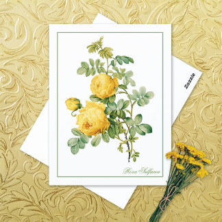 Yellow Rosa Sulfurea Pierre-Joseph Redouté Vykort