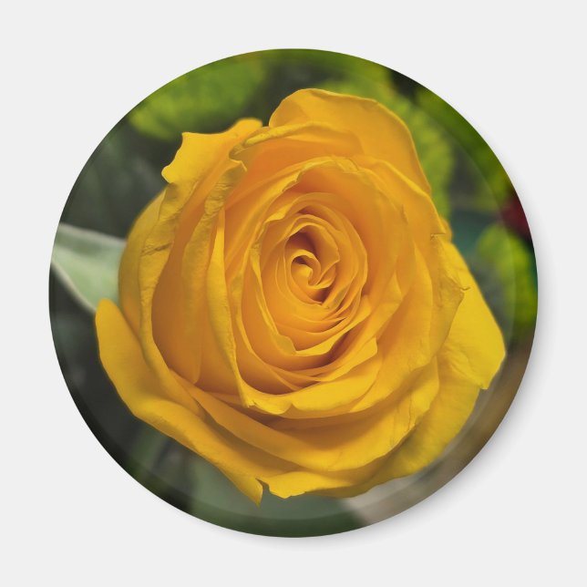 Yellow Rose Magnet (Framsidan)