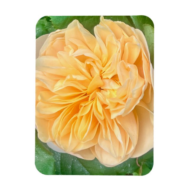 Yellow Rose Magnet (Vertikal)