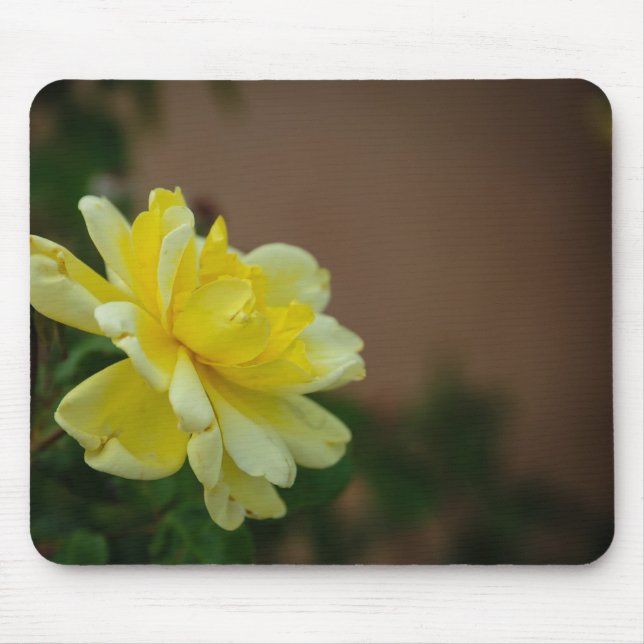 Yellow Rose Musmatta (Framsidan)