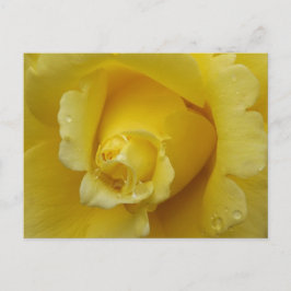 Yellow Rose Plstcard Vykort