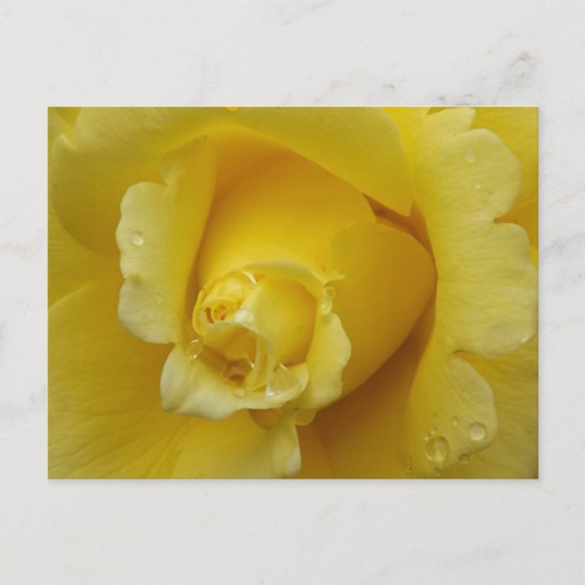 Yellow Rose Plstcard Vykort (Framsida)