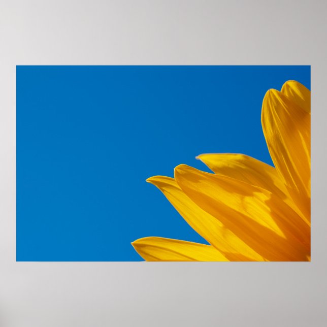 Yellow Sunflower & Azure Sky Poster (Framsidan)