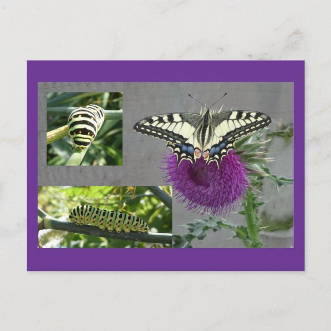 Yellow Swallowtail Collage DIY Postcard Helg Vykort (Framsida)