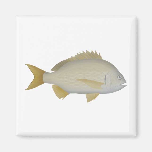Yellowfin Bream Magnet (Framsidan)