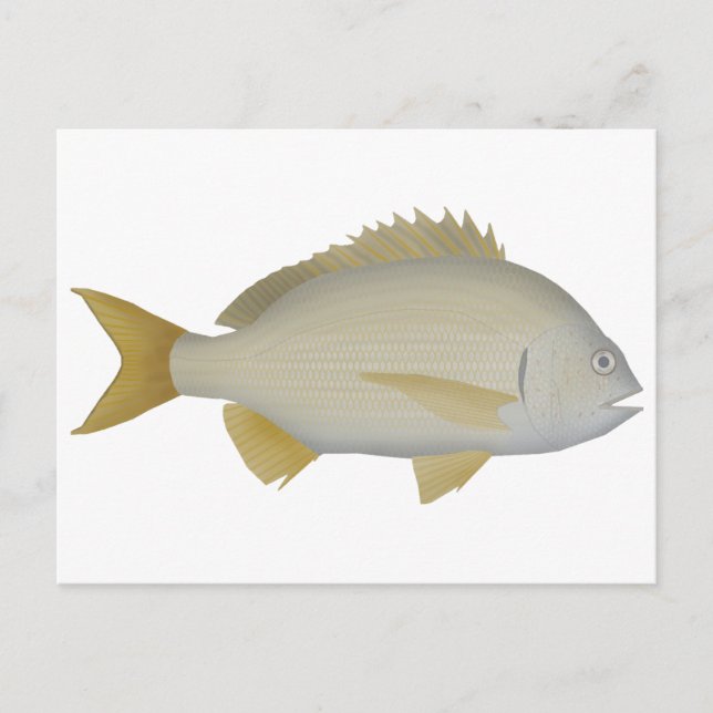 Yellowfin Bream Vykort (Framsida)