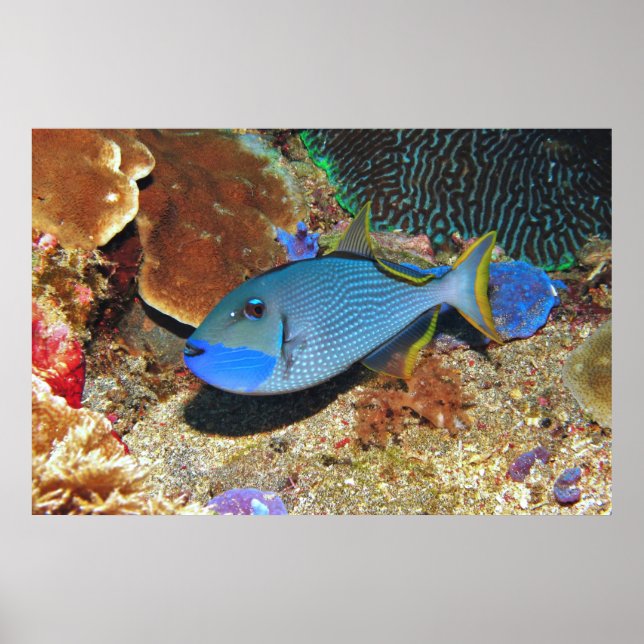 Yellowfin Triggerfish Poster (Framsidan)