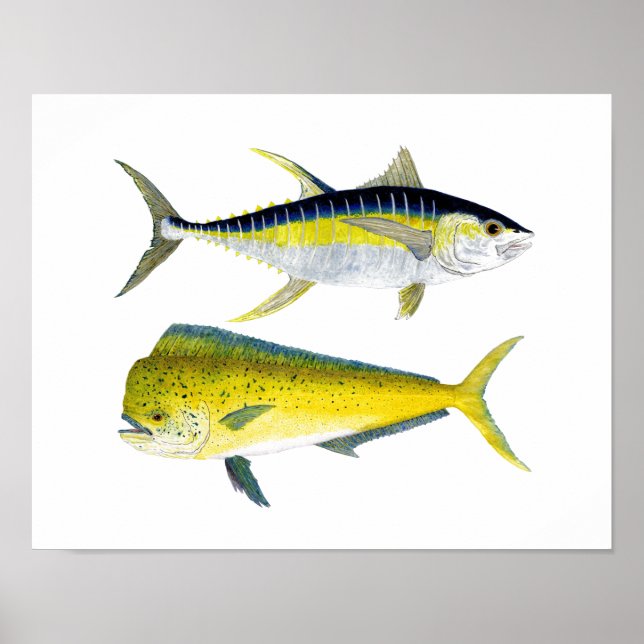 Yellowfin Tuna & Saltwater Dorado Poster (Framsidan)