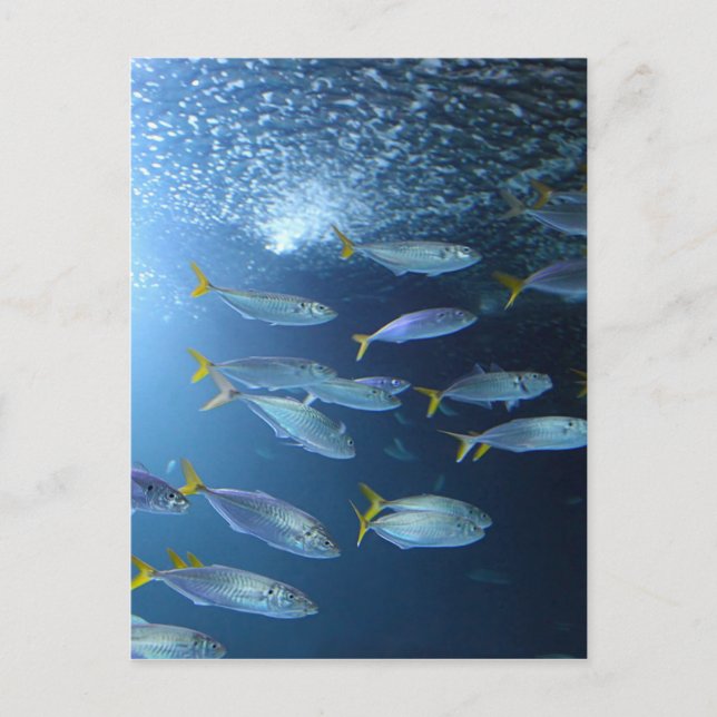 Yellowfin Tuna Vykort (Framsida)