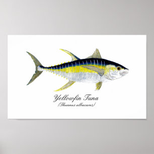 Yellowfintonfisk Poster