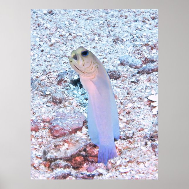 Yellowhad Jawfish med Mouthful Poster (Framsidan)