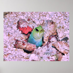 Yellowhad Jawfish Poster