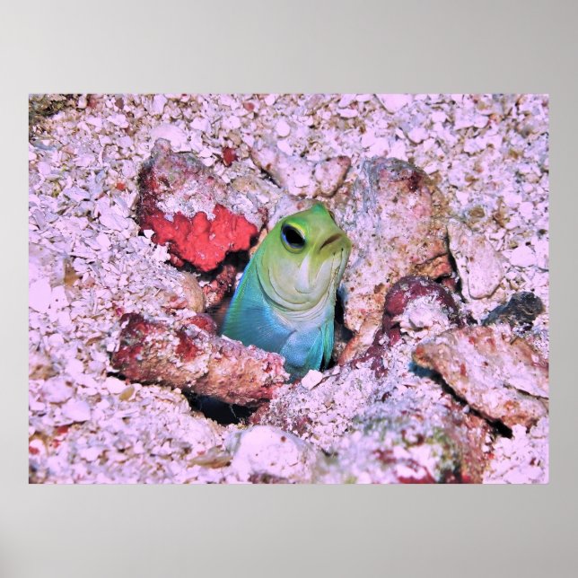 Yellowhad Jawfish Poster (Framsidan)