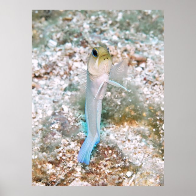 Yellowhad Jawfish Poster (Framsidan)