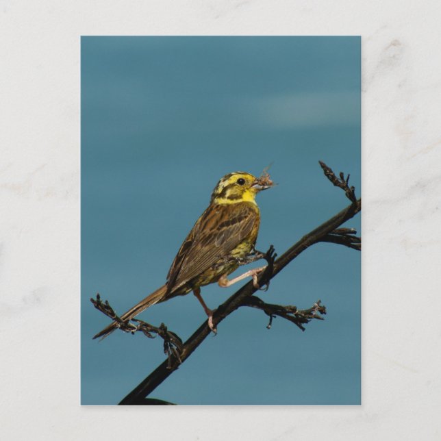 Yellowhammer Vykort (Framsida)