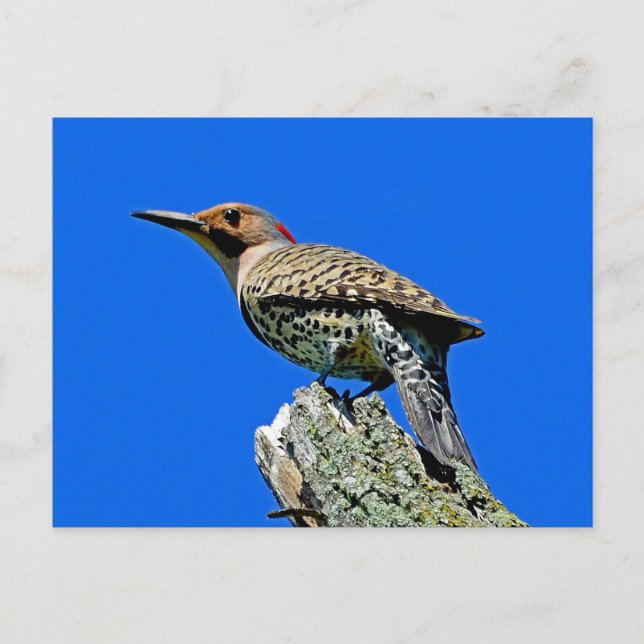 Yellowhammer Vykort (Framsida)