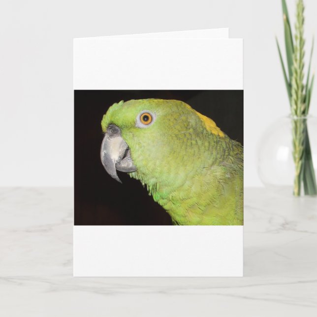 Yellownape amason kort (Framsida)