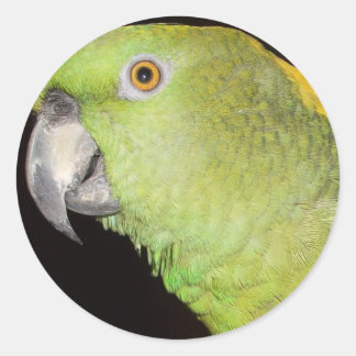 Yellownape Amazon Runt Klistermärke