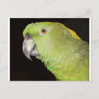 Yellownape Amazon Vykort