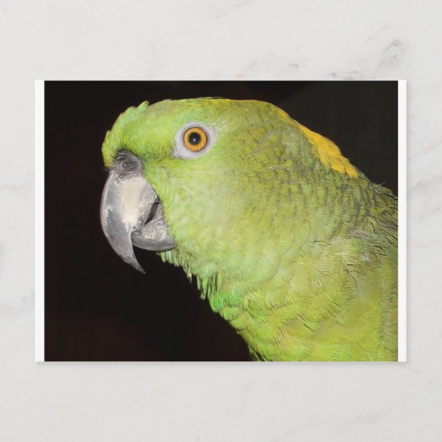 Yellownape Amazon Vykort (Framsida)