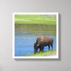 Yellowstone American Bison i Pond Canvastryck