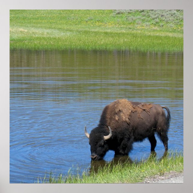 Yellowstone American Bison i Pond Poster (Framsidan)