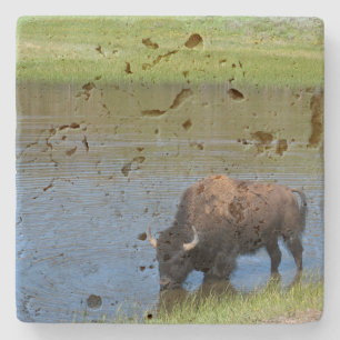 Yellowstone American Bison i Pond Stenunderlägg