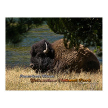 Yellowstone - Amerikanska Bison poster