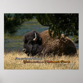 Yellowstone - Amerikanska Bison poster