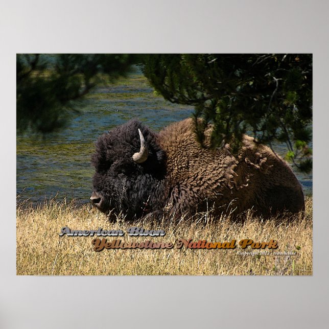 Yellowstone - Amerikanska Bison poster (Framsidan)