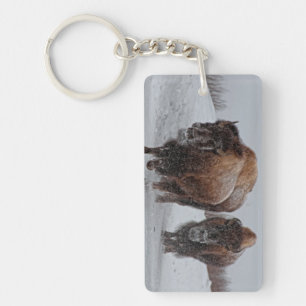 Yellowstone Bison