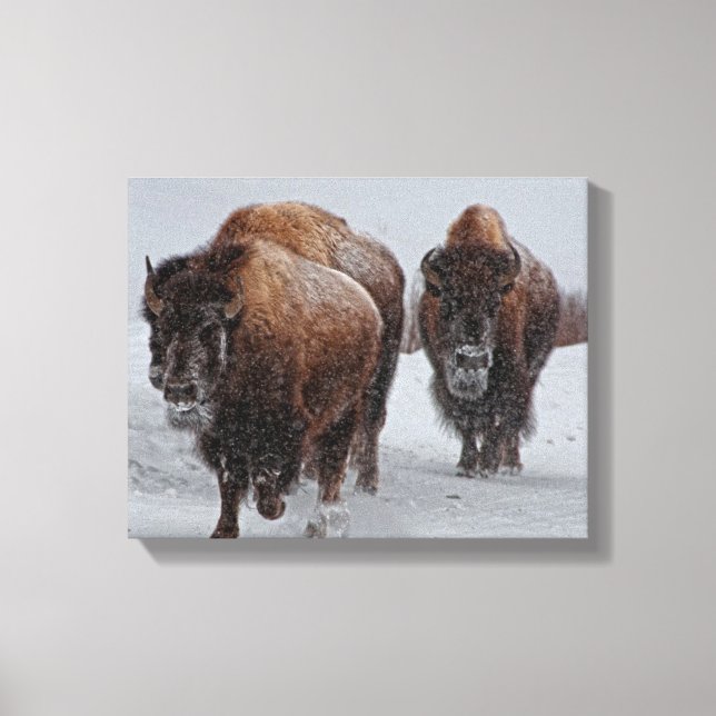 Yellowstone Bison Canvastryck (Framsida)