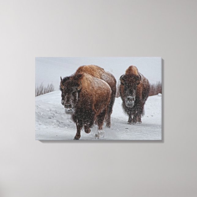 Yellowstone Bison Canvastryck (Framsida)