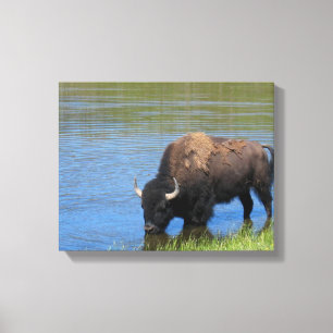 Yellowstone Bison Drinking i Sjö Canvastryck